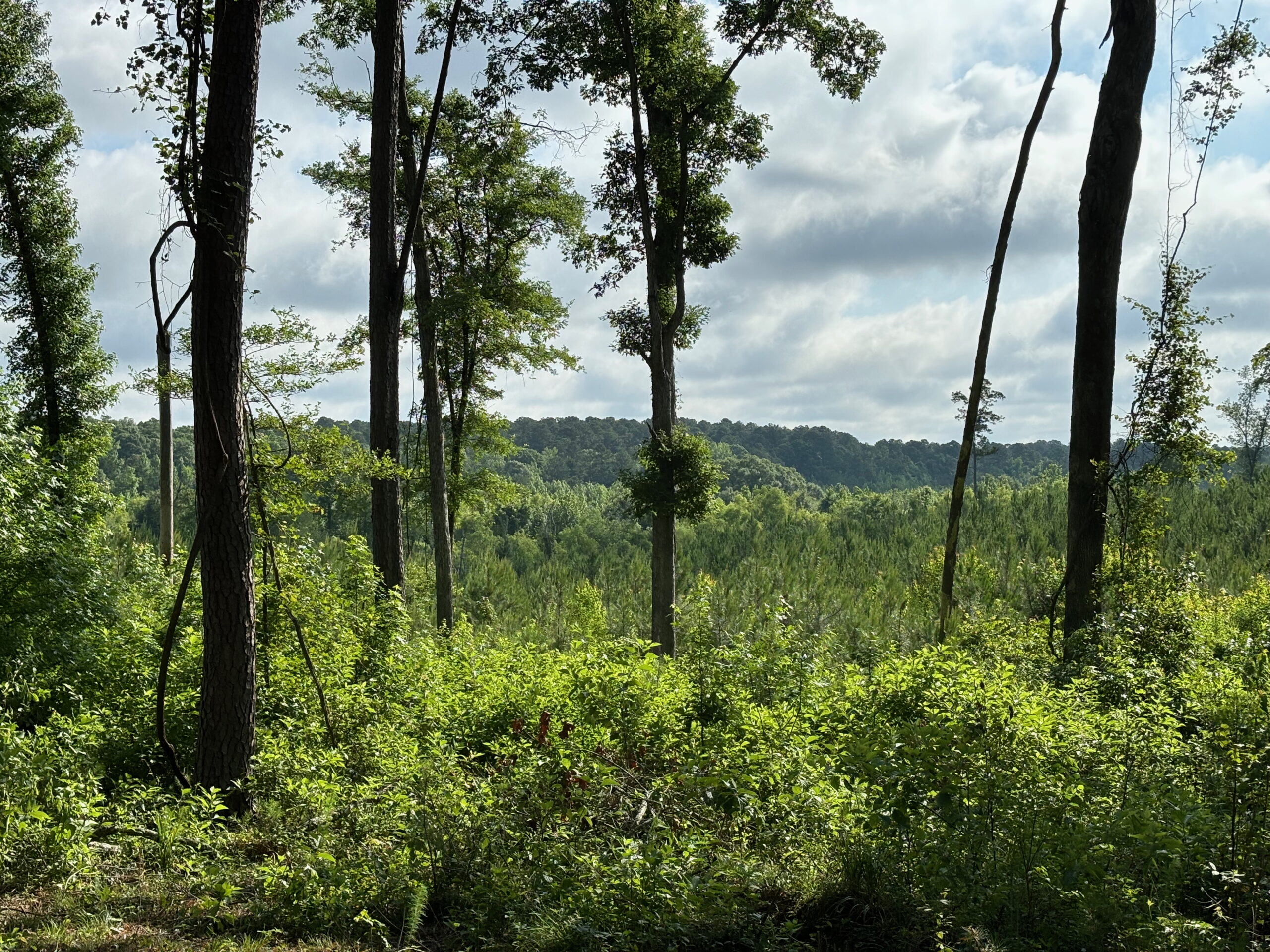 Image taken from the Scoutcraft pavilion at Camp T.L. James.